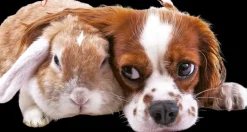 Seinakalenteri Forget-Me-Not-Wall